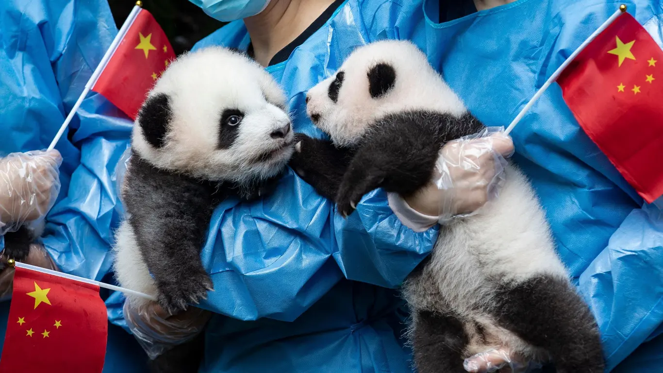 Xiao Xiao and Lei Lei at Ueno Zoo before returning to China