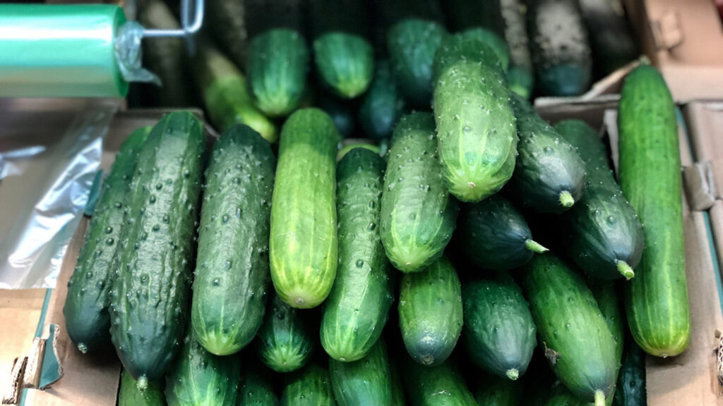 cucumber price surge Russia.