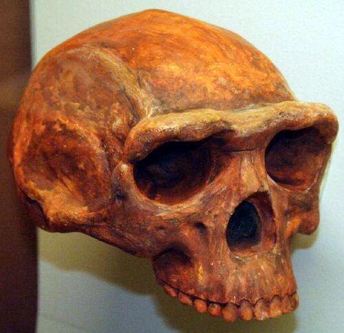Reconstruction of a Yunxian Homo erectus skull, revealing early human facial features.