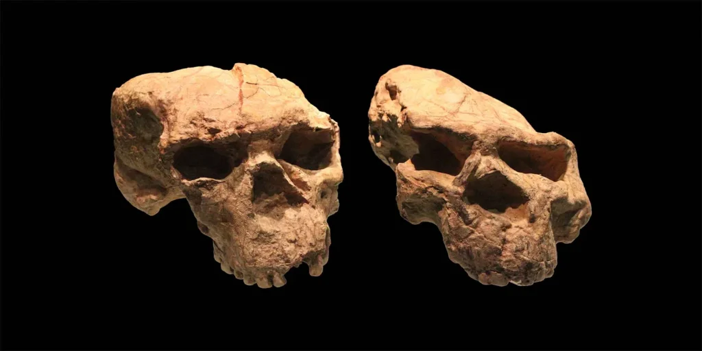 Reconstruction of a Yunxian Homo erectus skull, revealing early human facial features.