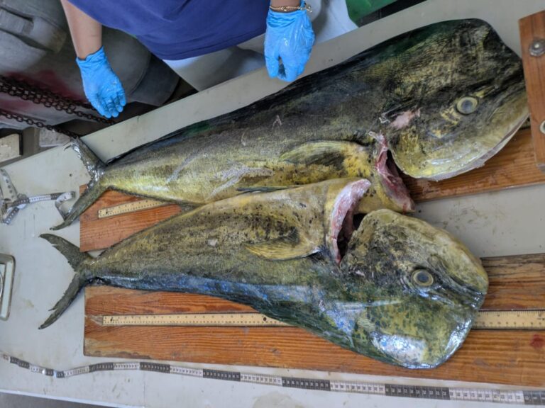 Barbados fishing sector climate stress and sargassum in Barbados waters