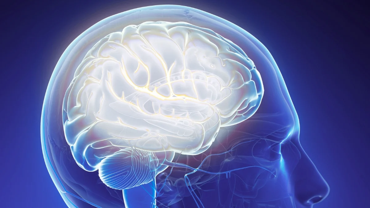 congcongenital blindness schizophrenia protectionenital blindness protection: medical illustration of a human brain used in research”medical illustration of a human brain used in research”