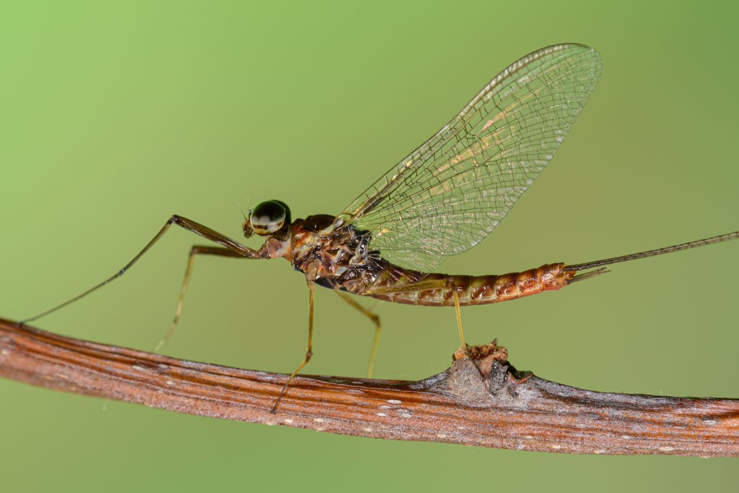 Mayflies have crazy, acrobatic sex