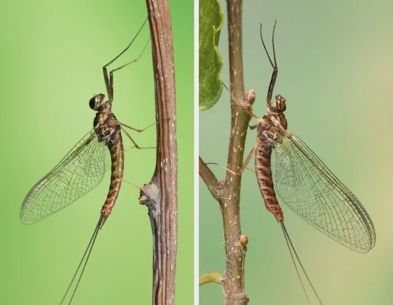 mayfly mating behavior study during a midair flight experiment by scientists”
