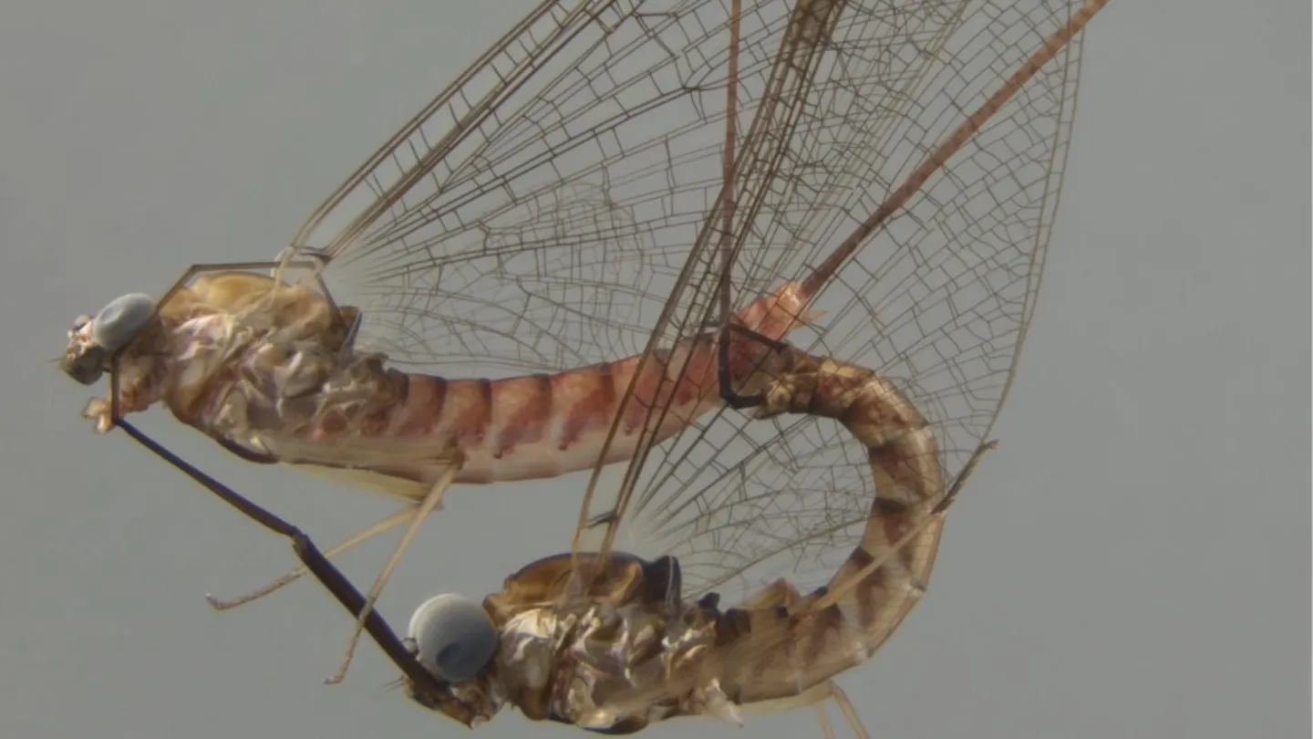 Mayflies have crazy, acrobatic sex