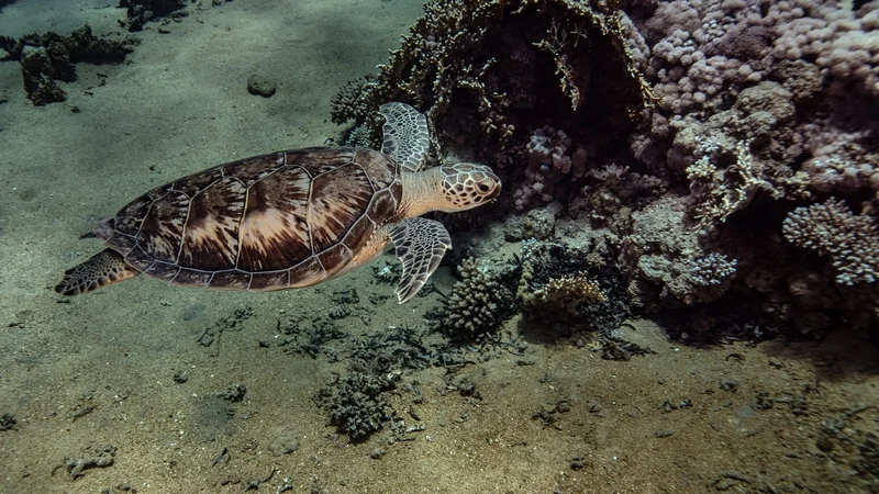 China warns 'spy turtles' are fishing for sea secrets