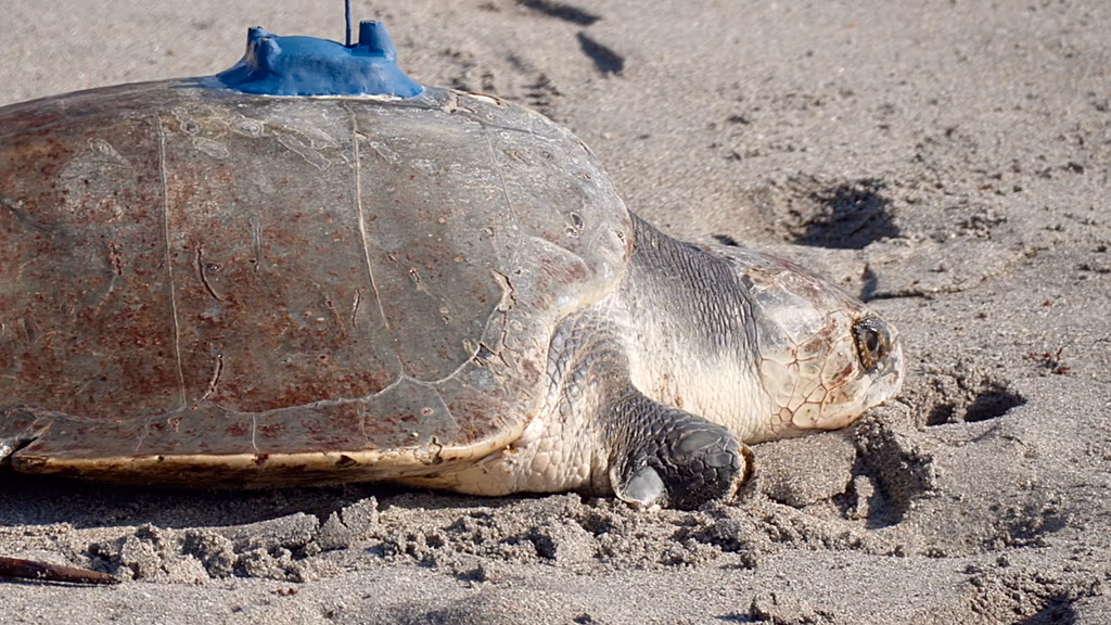 China Spy Turtles Coastal Data nvestigation involving marine animals with tracking sensors