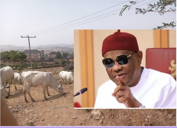 FCT: I take responsibility for cows roaming Abuja streets – Wike