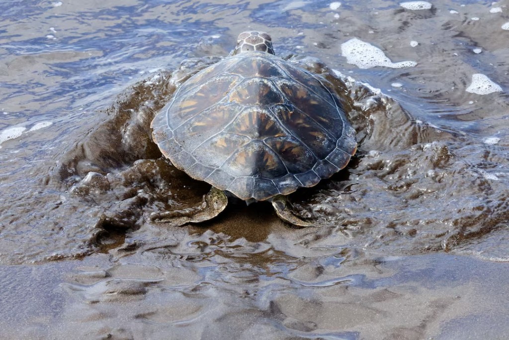 China warns 'spy turtles' are fishing for sea secrets