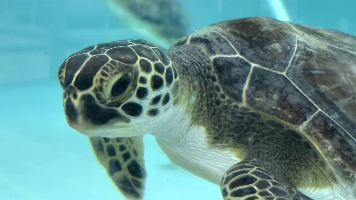Spy turtles are snooping on our coast, China claims
