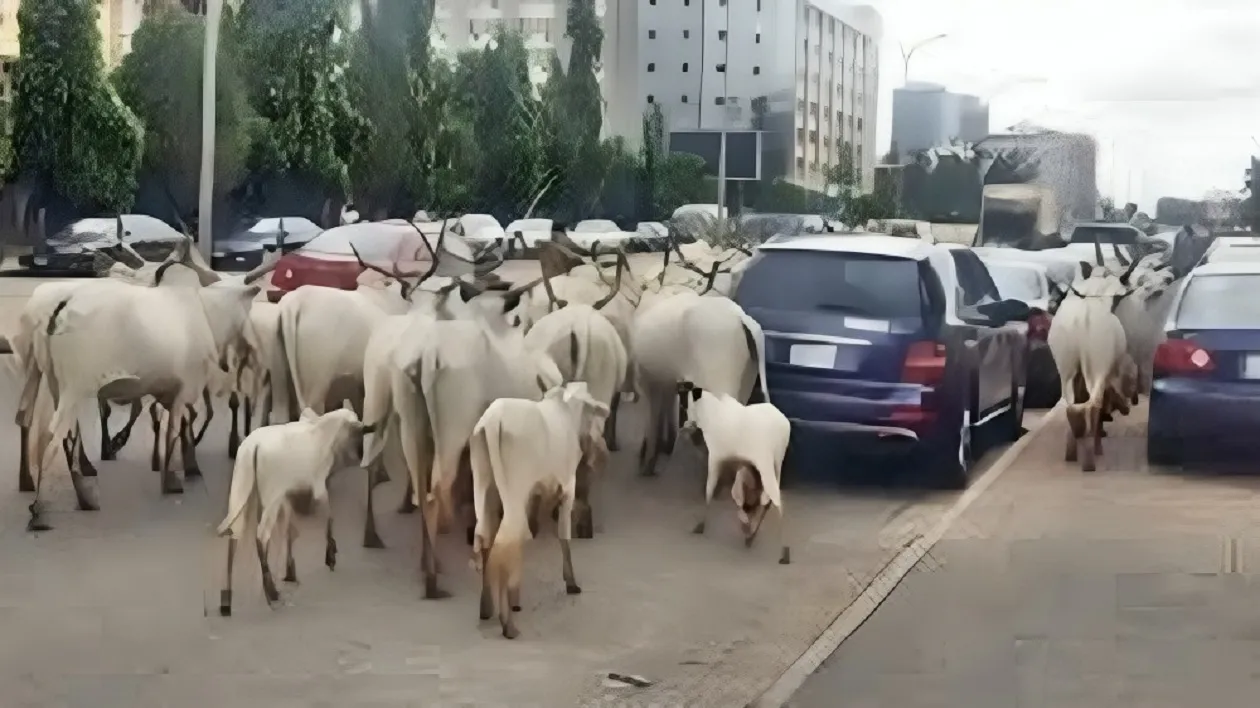 FCT: I take responsibility for cows roaming Abuja streets – Wike