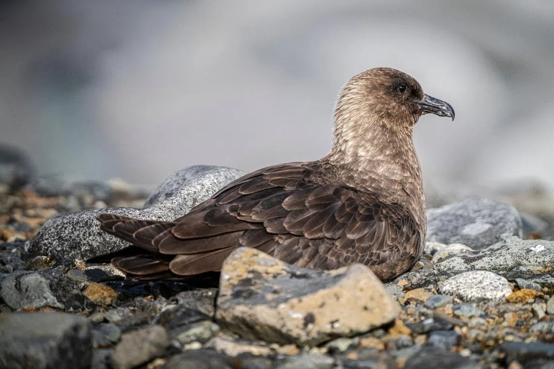 H5N1 Bird Flu Case