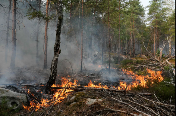 Fontainebleau Forest