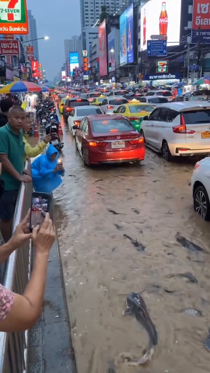 Bangkok flood catfish swimming in streets