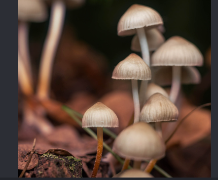Researchers are testing whether psilocybin can help prevent cancer-related nerve damage caused by chemotherapy.