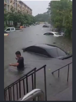 Bangkok flood catfish swimming in streets during severe flooding.